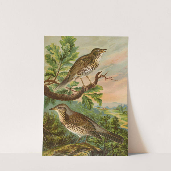 Turdus musicus, Turdus pilaris by Johann Friedrich Naumann