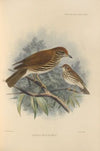 Turdus Mustelinus (1899-1902)