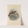 Turdus Mustelinus (1899-1902) by Henry Seebohm