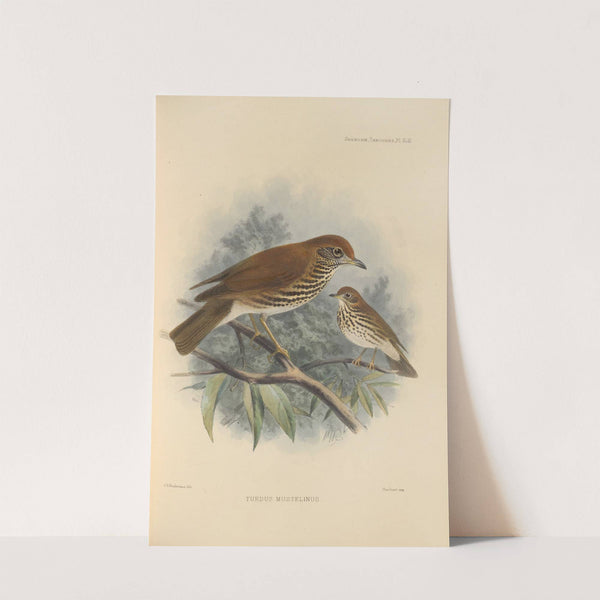 Turdus Mustelinus (1899-1902) by Henry Seebohm