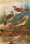 Turdus Naumanni