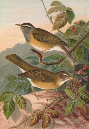 Turdus obscurus — size preview