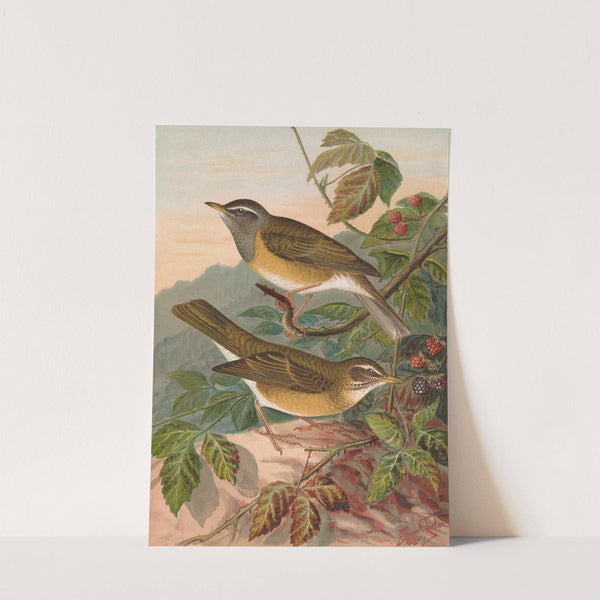 Turdus obscurus by Johann Friedrich Naumann