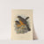 Turdus Olivaceus, Abyssinicus (1899-1902) by Henry Seebohm