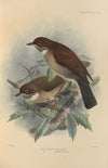 Turdus Phaeopygus, Turdus Phaeopygoides (1899-1902)