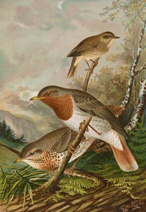 Turdus ruficollis