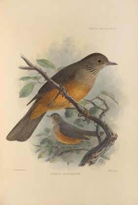 Turdus Rufiventer (1899-1902)
