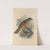 Turdus Rufiventer (1899-1902) by Henry Seebohm
