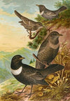 Turdus torquatus