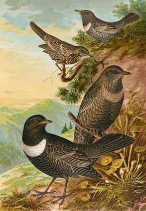 Turdus torquatus