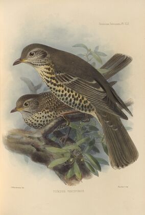 Turdus Viscivorus (1899-1902)