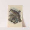 Turdus Viscivorus (1899-1902) by Henry Seebohm