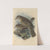 Turdus Viscivorus (1899-1902) by Henry Seebohm