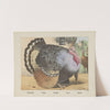 Turkey (1829-1880) by Joseph Scholz