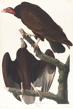 Turkey buzzard