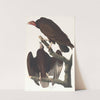 Turkey buzzard (1827–1838) by John James Audubon