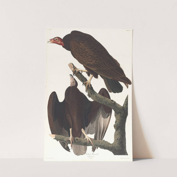 Turkey buzzard (1827–1838) by John James Audubon