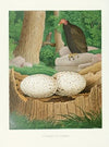 Turkey Buzzard