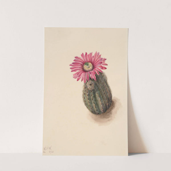 Turkeyhead Cactus (Echinocerus perbellus) (1930) by Mary Vaux Walcott