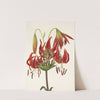 Turkscap Lily. Lilium superbum (1925) by Mary Vaux Walcott
