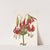 Turkscap Lily. Lilium superbum (1925) by Mary Vaux Walcott