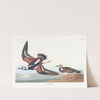 Turn-stone (1827–1838) by John James Audubon