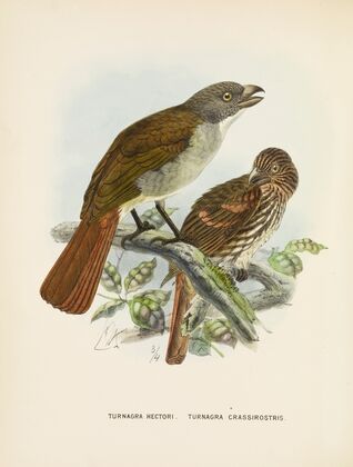 Turnagra hectori and Turnagra crassirostris