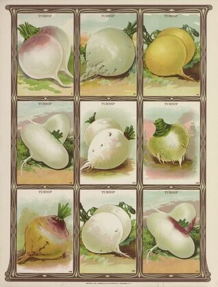 Turnip (1921)