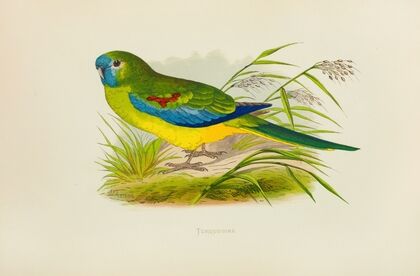 Turquoisine (1884-1887)