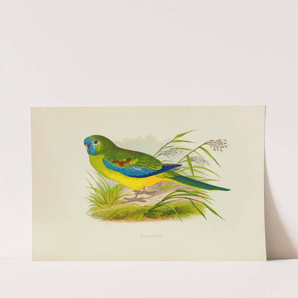 Turquoisine (1884-1887) by Alexander Francis Lydon