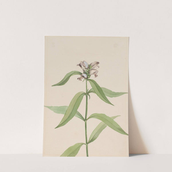 Turtlehead (Chelone glabra) (ca. 1917-1918) by Mary Vaux Walcott