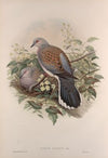 Turtur auritus. Turtle-Dove. (1862-1873)