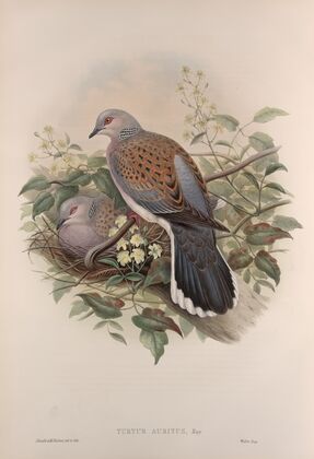 Turtur auritus. Turtle-Dove. (1862-1873)