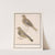 Twee groenlingen (Carduelis chloris) (1596-1610) by Anselmus Boëtius de Boodt