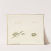 Twee insecten by Gerardus van Veen