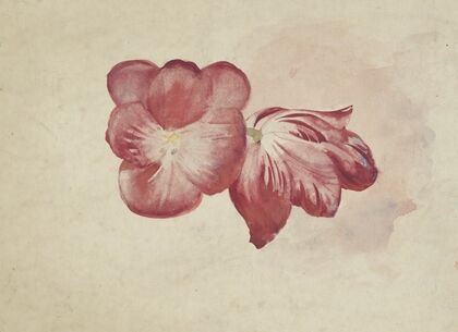 Twee rode tulpen