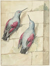 Twee rotskruipers, blauw en paars, op een muur