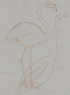 Twee studies van een flamingo
