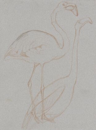 Twee studies van een flamingo