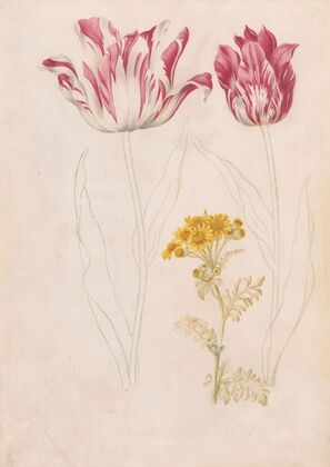 Twee tulpen en een takje met gele bloemen