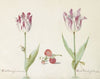 Twee tulpen met aardbeien en slak Vruch Bleinbergh melemans Vruch Beleinbergh da costa (1637)