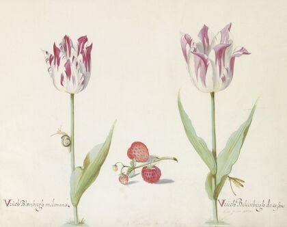 Twee tulpen met aardbeien en slak Vruch Bleinbergh melemans Vruch Beleinbergh da costa (1637)