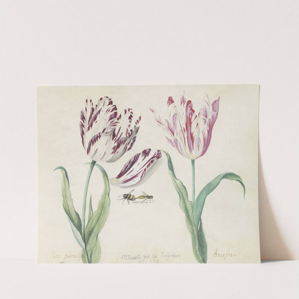 Twee tulpen met hommel en wesp Non parreillije Amasona (1637) by Jacob Marrel