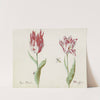 Twee tulpen met kever en wesp Agatta Diapollo Manassier (1637) by Jacob Marrel