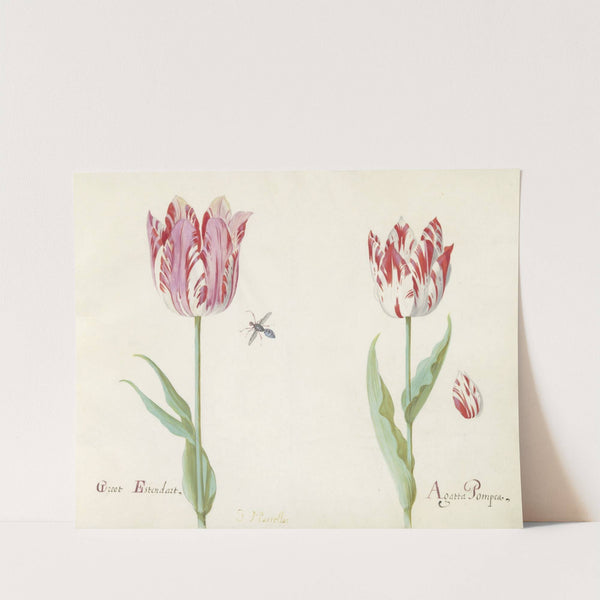 Twee tulpen met los tulpenblad en vlieg Groot Estendart Agatta Pompea (1637) by Jacob Marrel