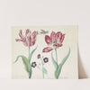 Twee tulpen met ooievaarsbek en insect G. parragun flabuiansen (1637) by Jacob Marrel