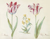 Twee tulpen met plant uit de kruisbloemenfamilie La Sesarea Tulpa Aurora (1637)