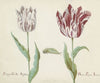 Twee tulpen met rups Parangun Vizo Rei Acosta Broene Purper Acosta (1637)