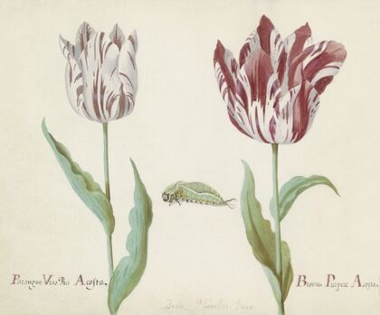 Twee tulpen met rups Parangun Vizo Rei Acosta Broene Purper Acosta (1637)