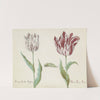 Twee tulpen met rups Parangun Vizo Rei Acosta Broene Purper Acosta (1637) by Jacob Marrel